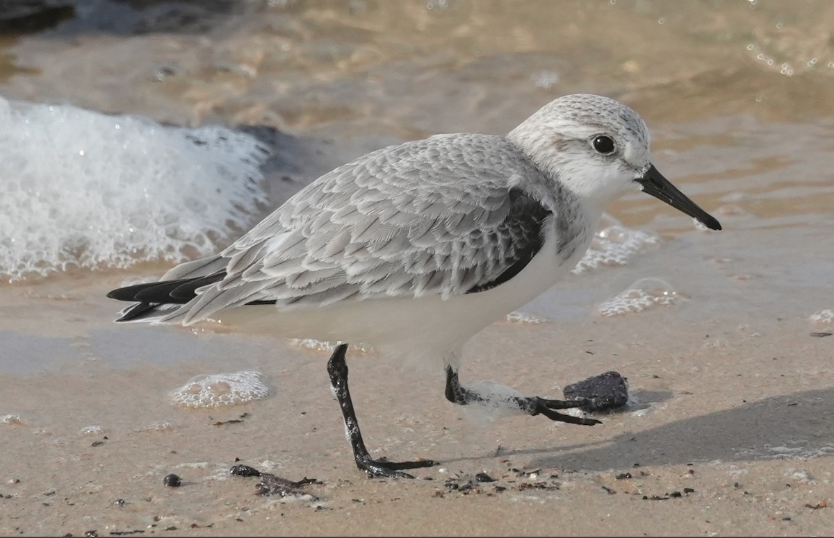 Txirri zuria - ML647403654