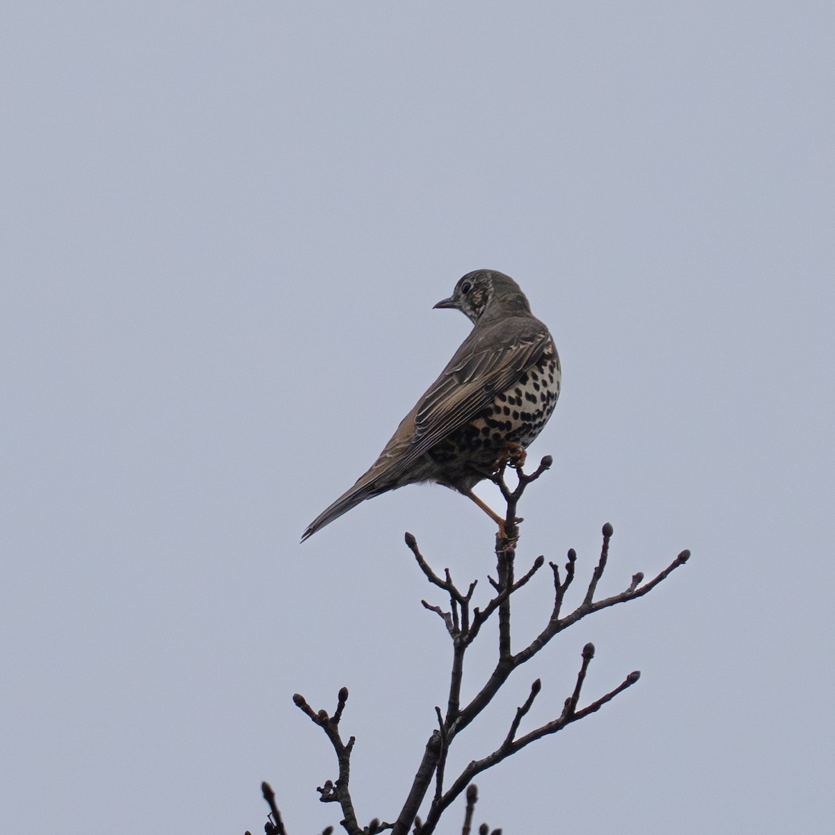 槲鶇 - ML647403655