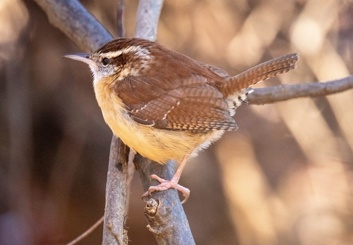 Carolina Wren - ML647403658