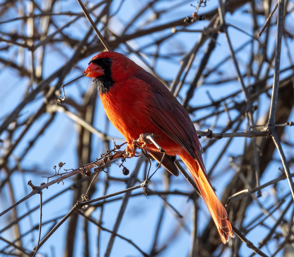 rødkardinal - ML647403678