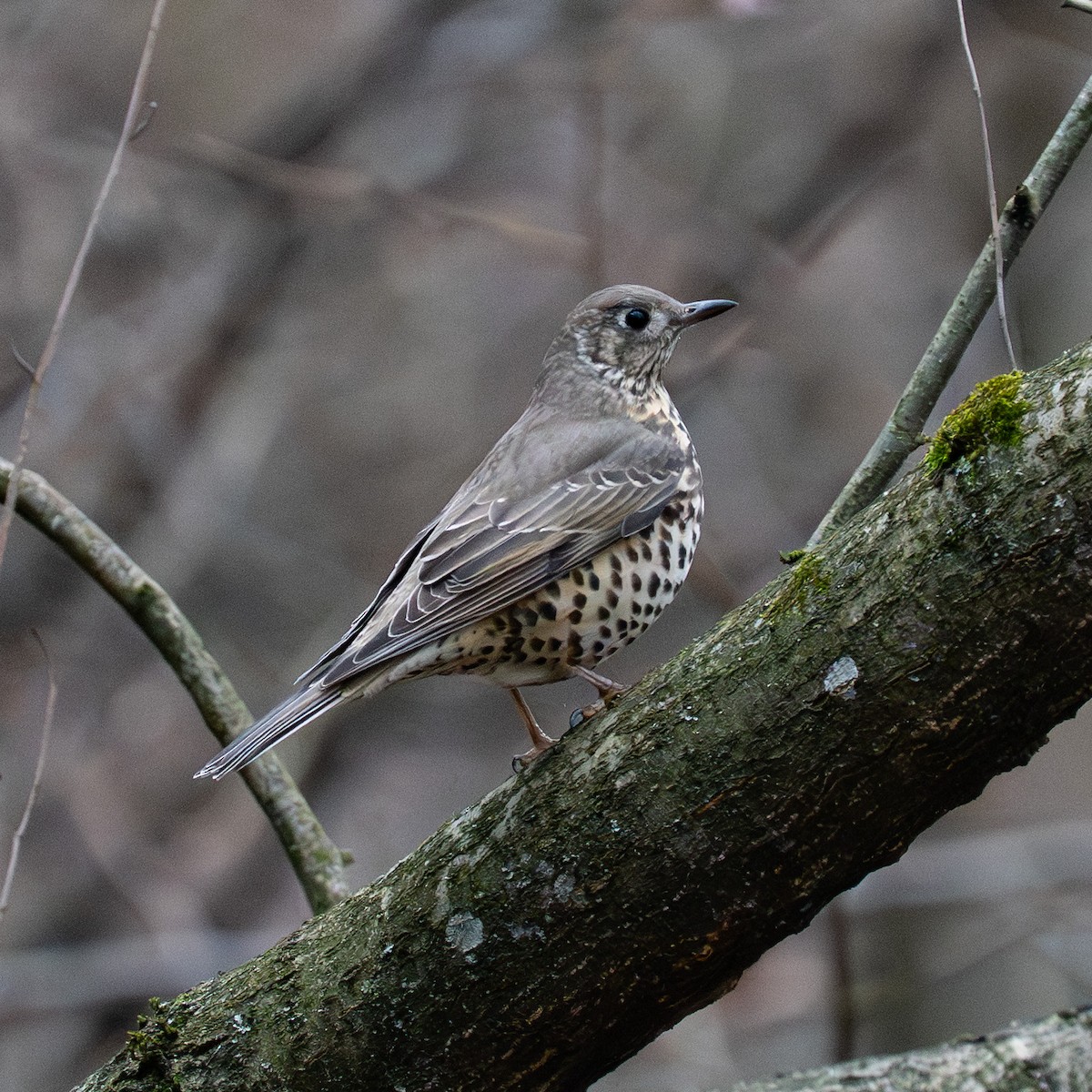 槲鶇 - ML647403694