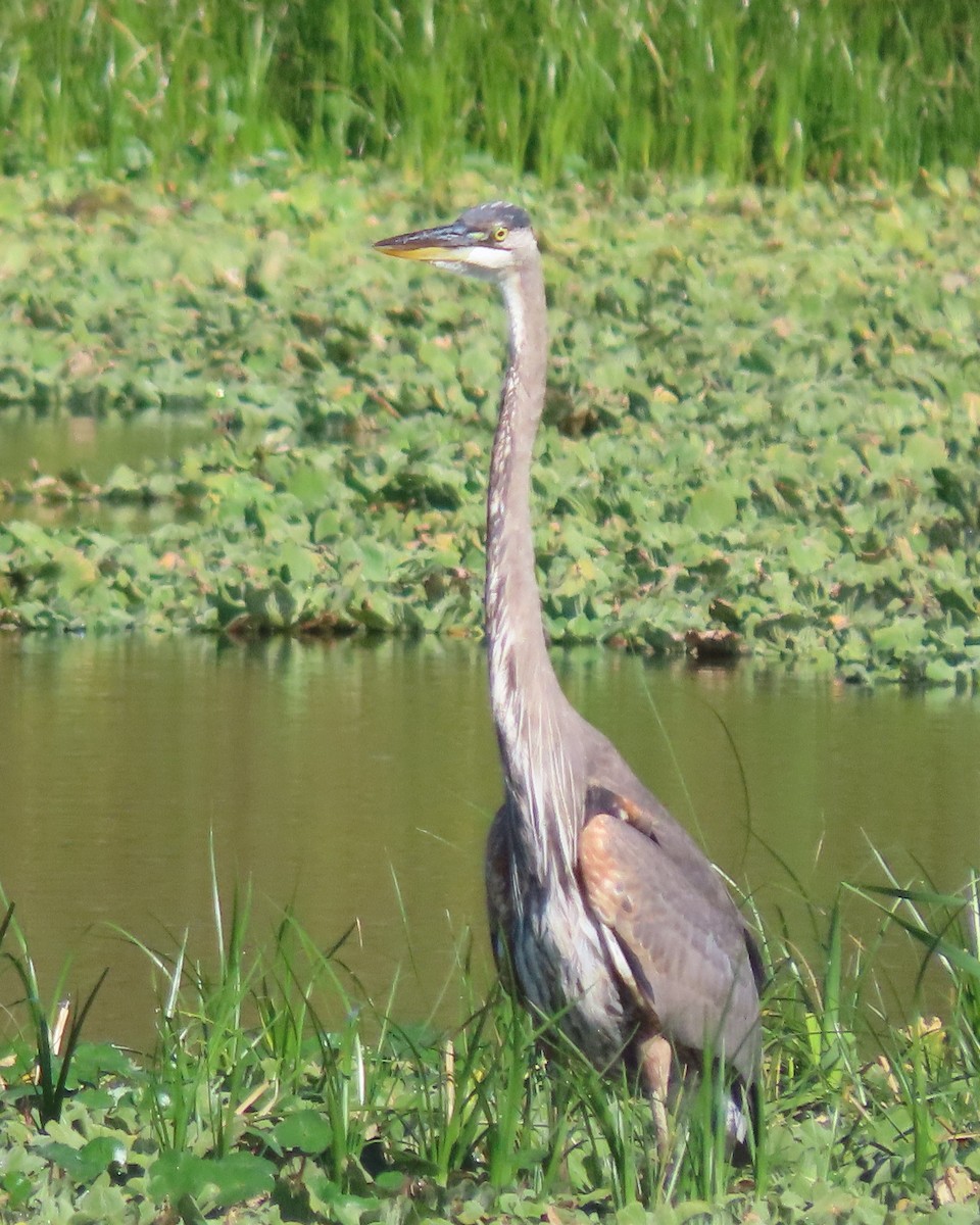 Grand Héron (groupe herodias) - ML647403707