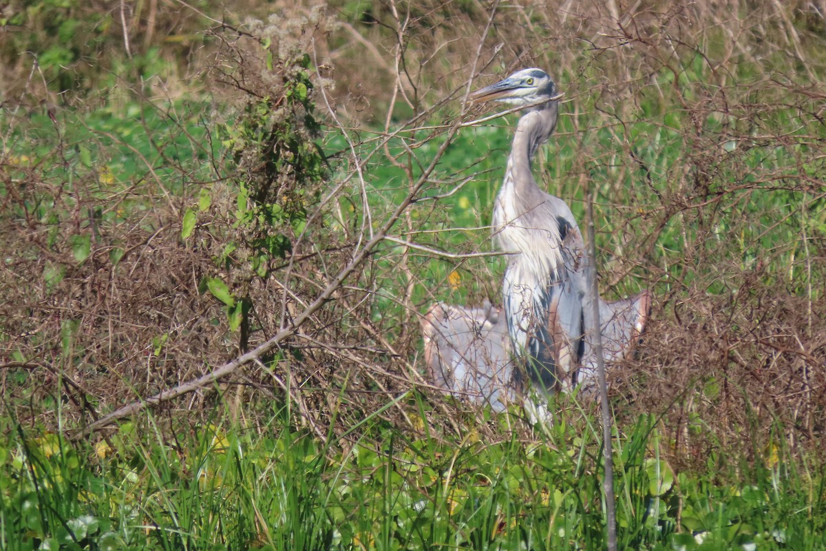 Grand Héron (groupe herodias) - ML647403715