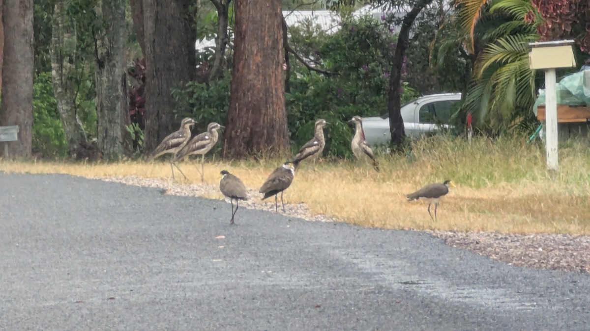 Bush Thick-knee - ML647403731