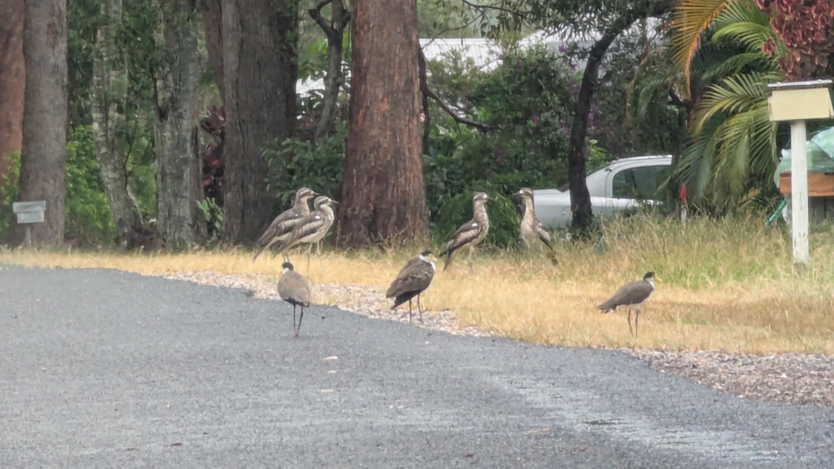 Bush Thick-knee - ML647403732
