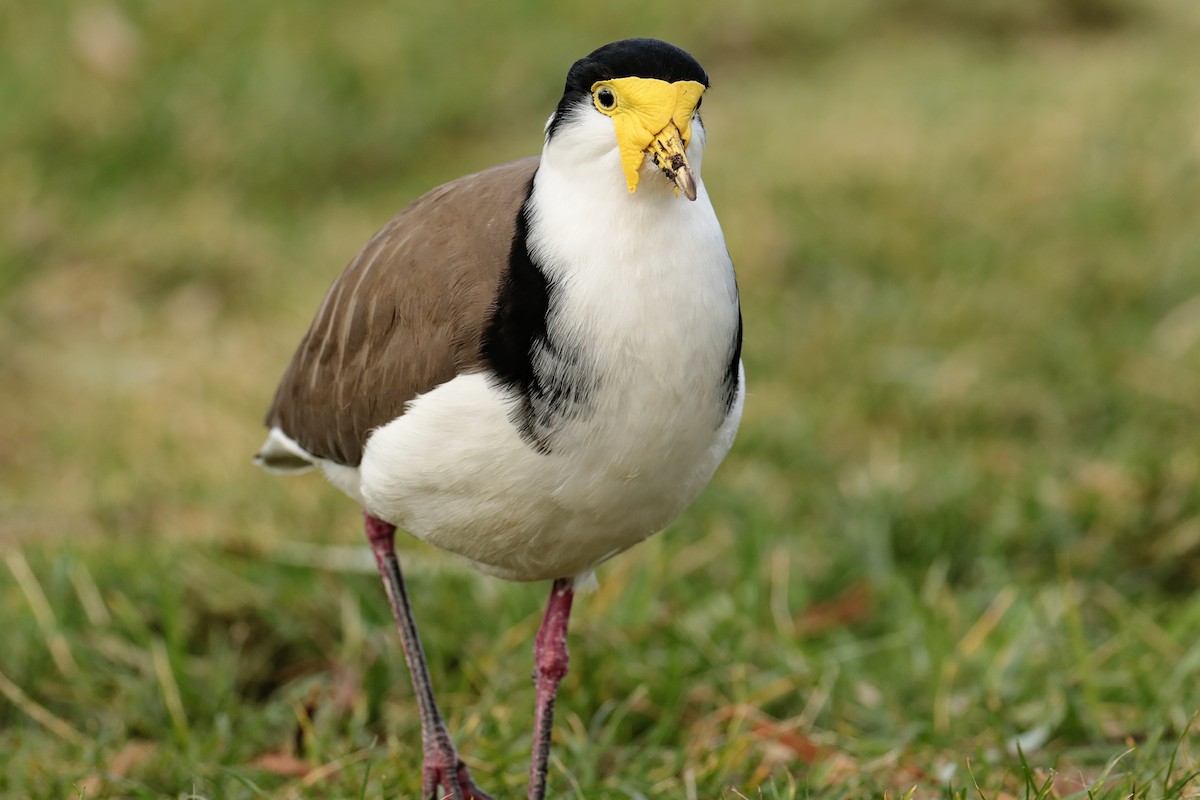 Avefría Militar (Sureña) - ML647403736