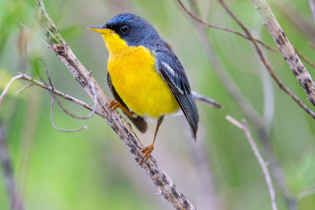 Tropical Parula - ML647403745