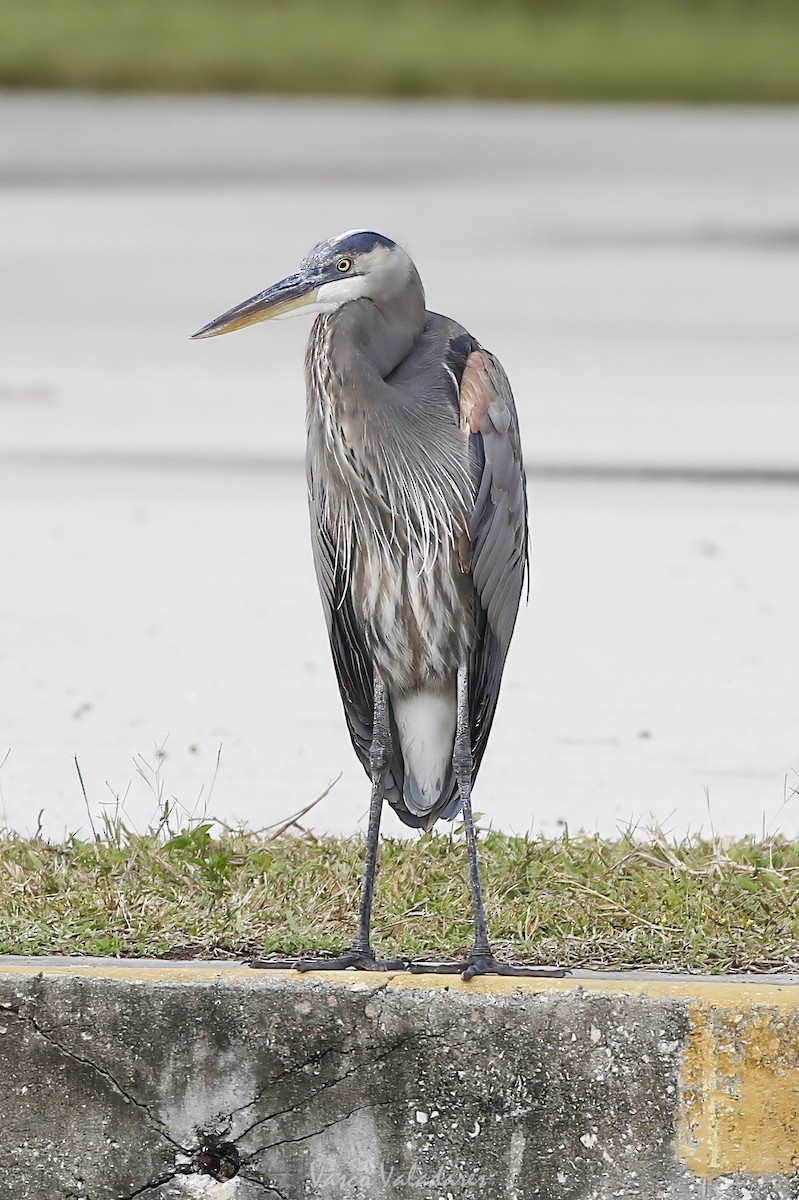 Grand Héron - ML647403747