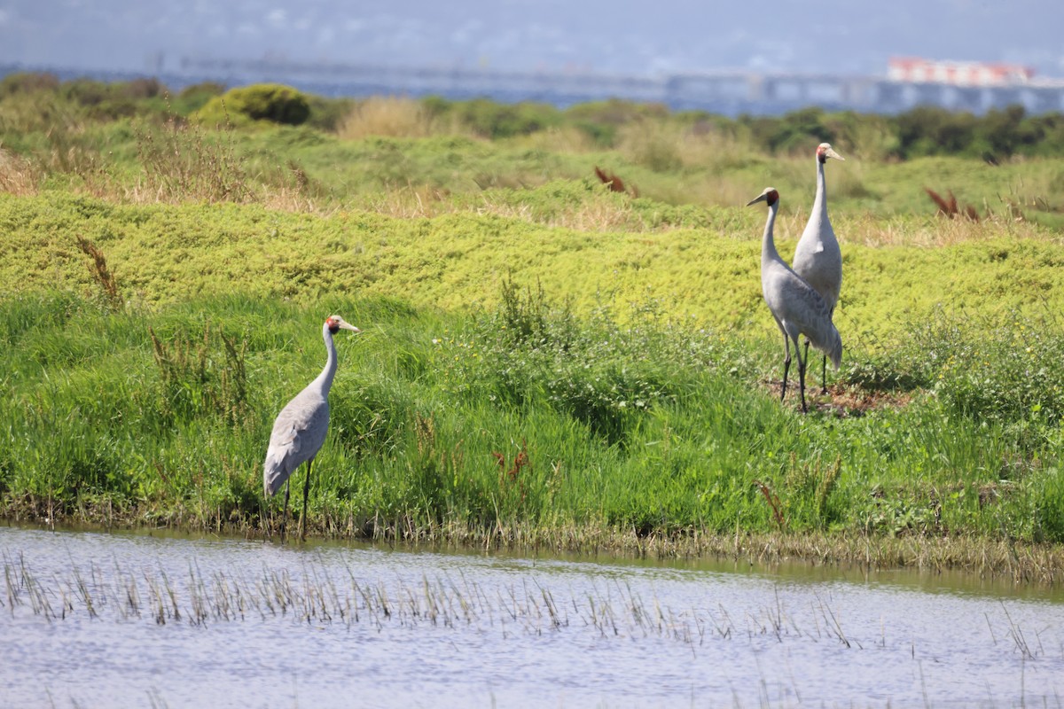 Brolga - ML647403788