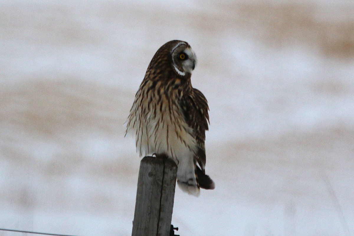 kalous pustovka - ML647403796