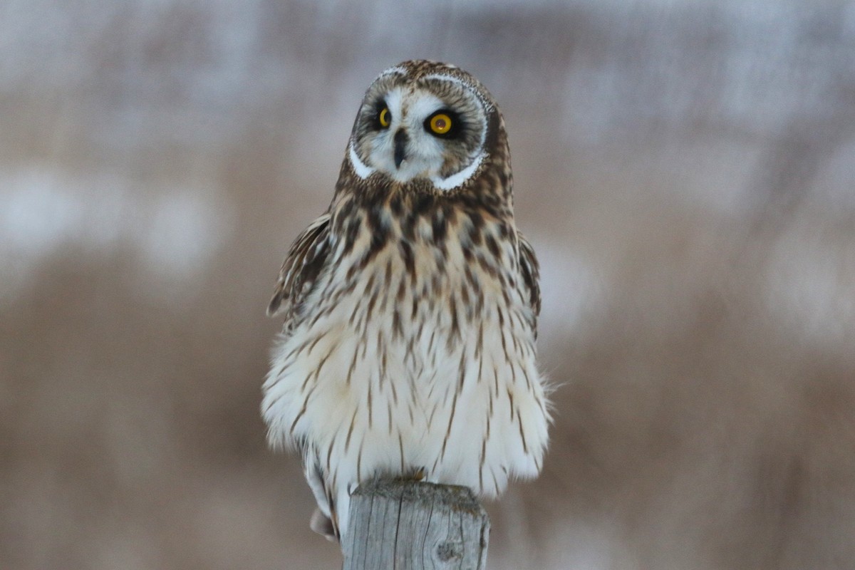 kalous pustovka - ML647403797