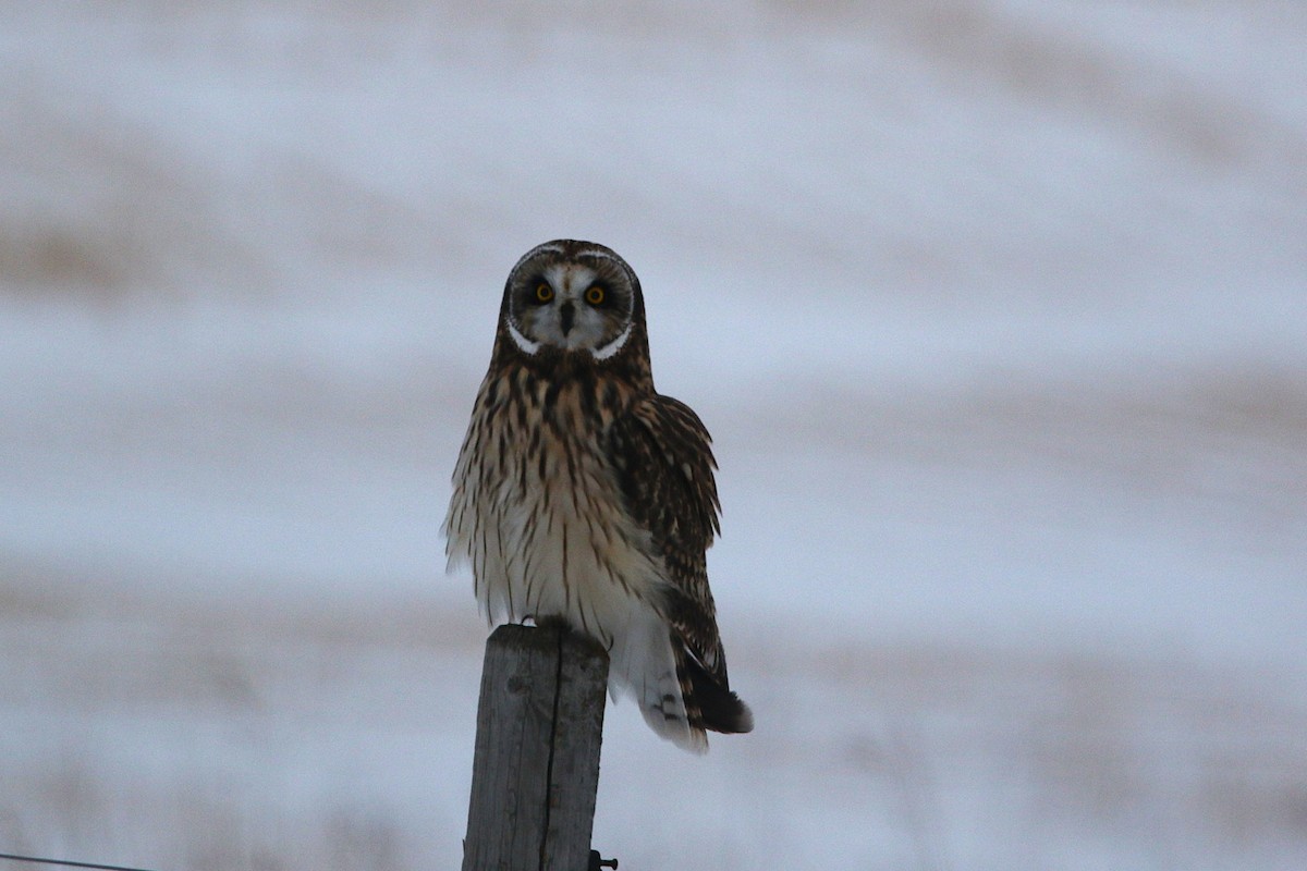 kalous pustovka - ML647403798