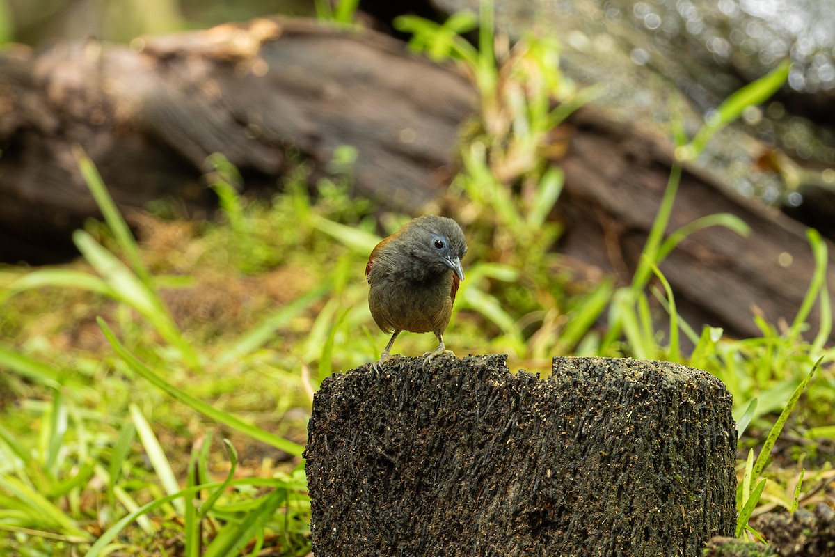 Gray-hooded Babbler - ML647403801