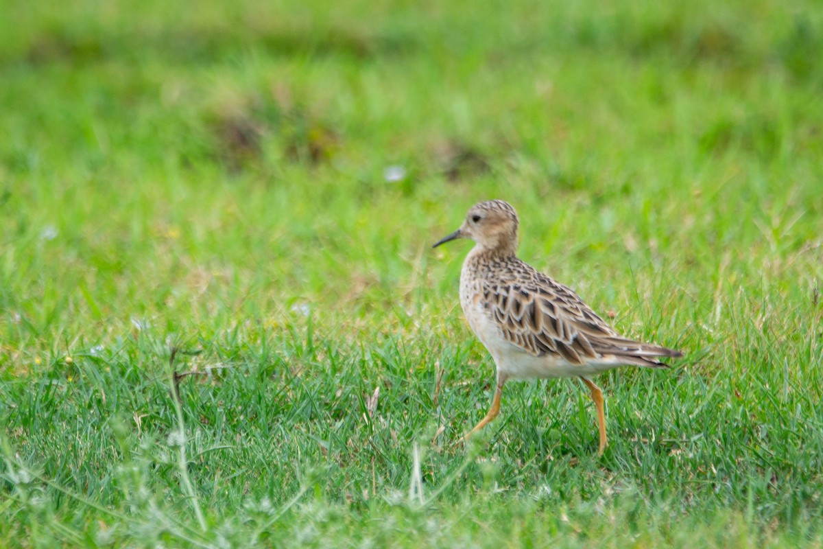 jespák plavý - ML647403804