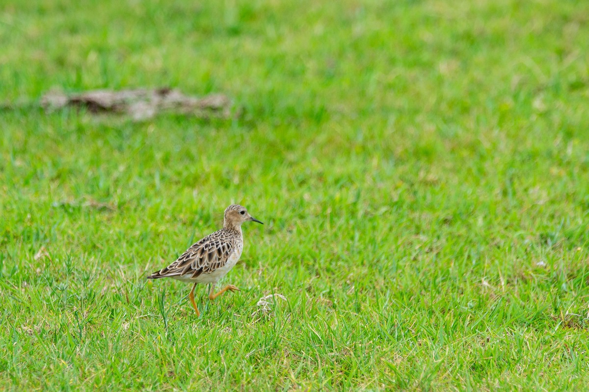 jespák plavý - ML647403805