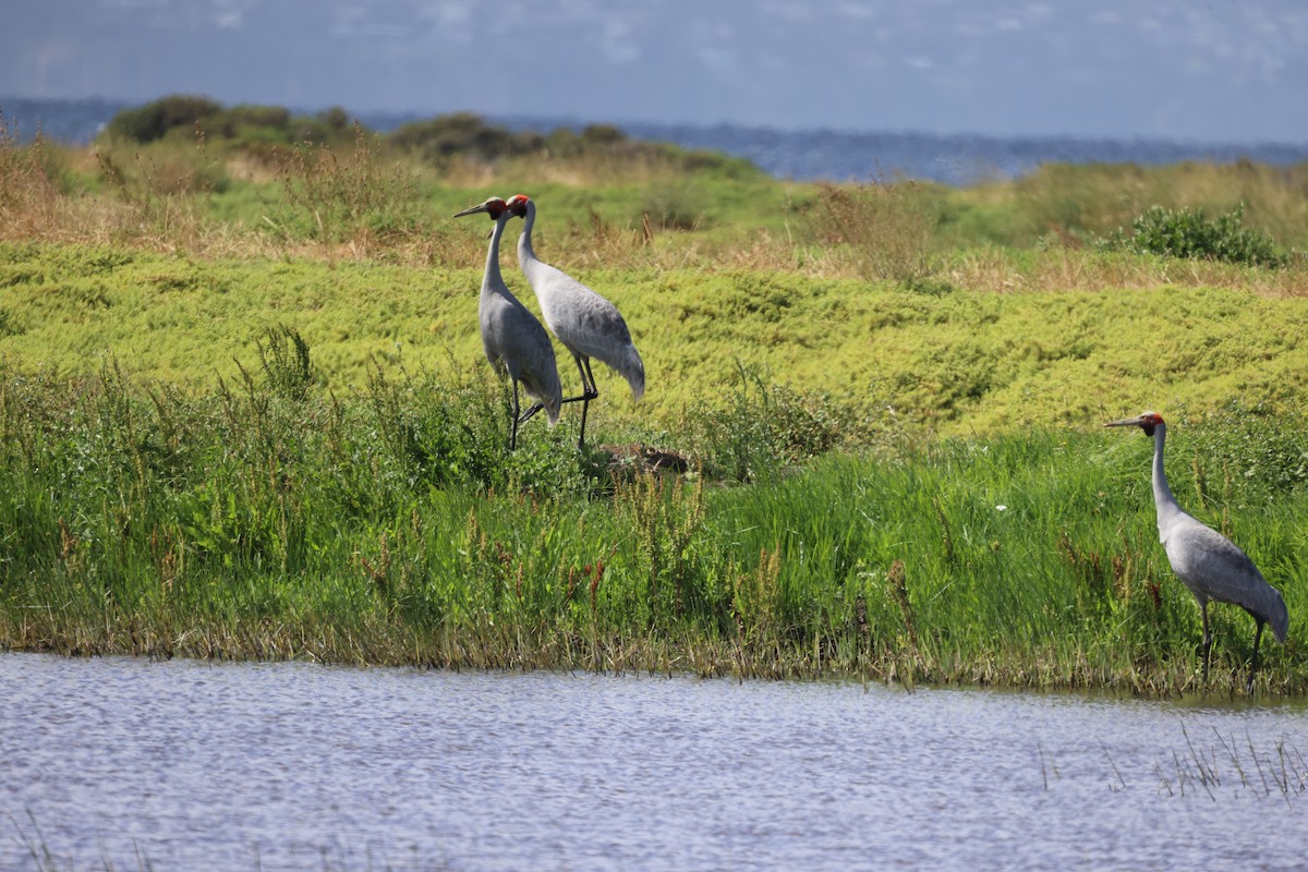 jeřáb australský - ML647403806