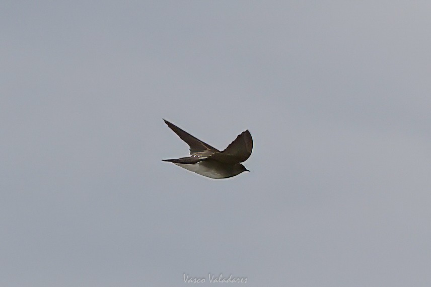 vlaštovka šedohnědá - ML647403807