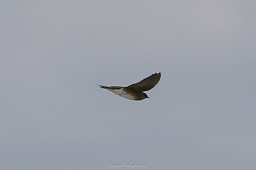 vlaštovka šedohnědá - ML647403808