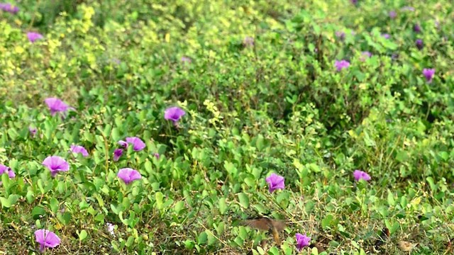 panenka muškátová - ML647403810