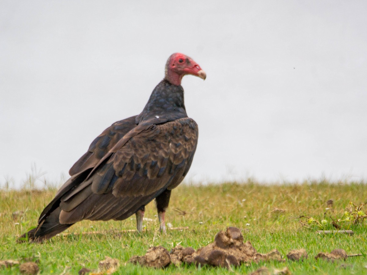 kondor krocanovitý - ML647403811