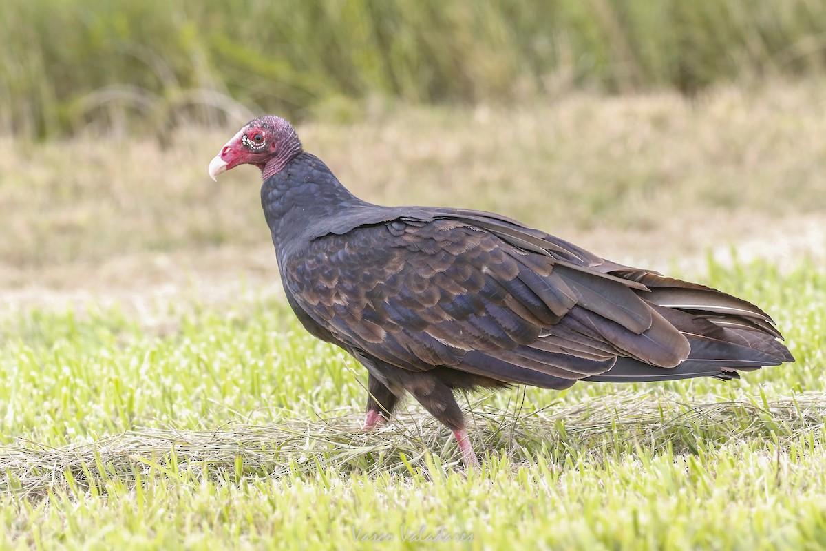 kondor krocanovitý - ML647403816