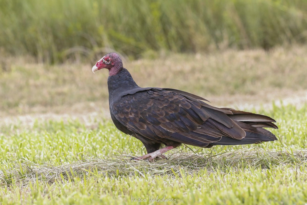 kondor krocanovitý - ML647403818