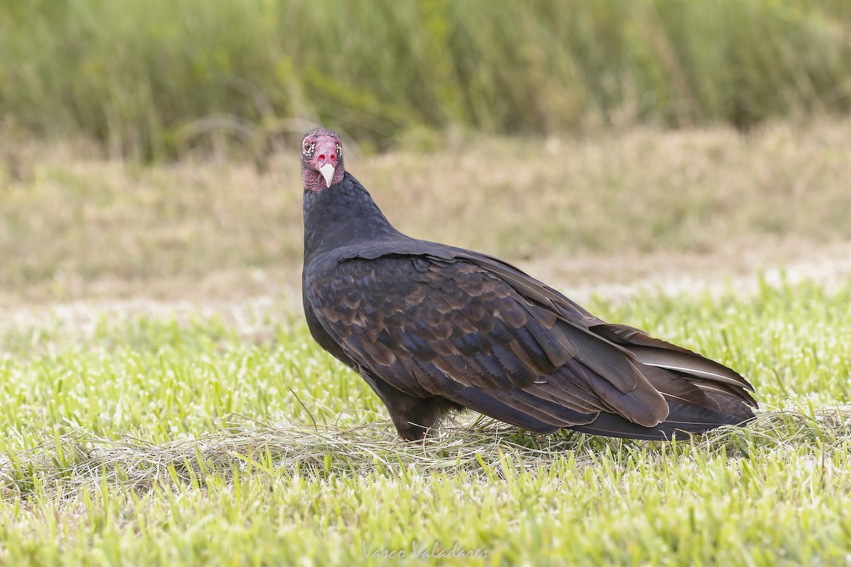 kondor krocanovitý - ML647403819