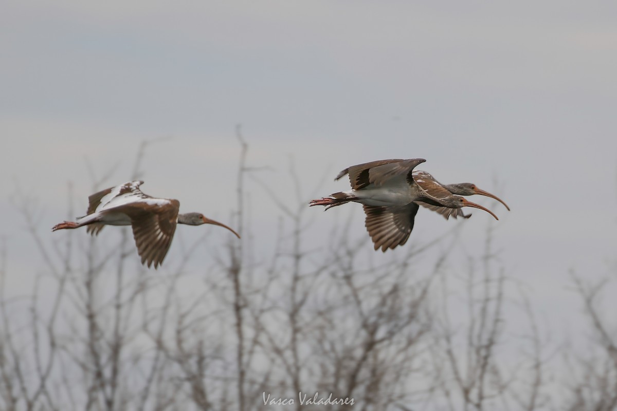 ibis bílý - ML647403822