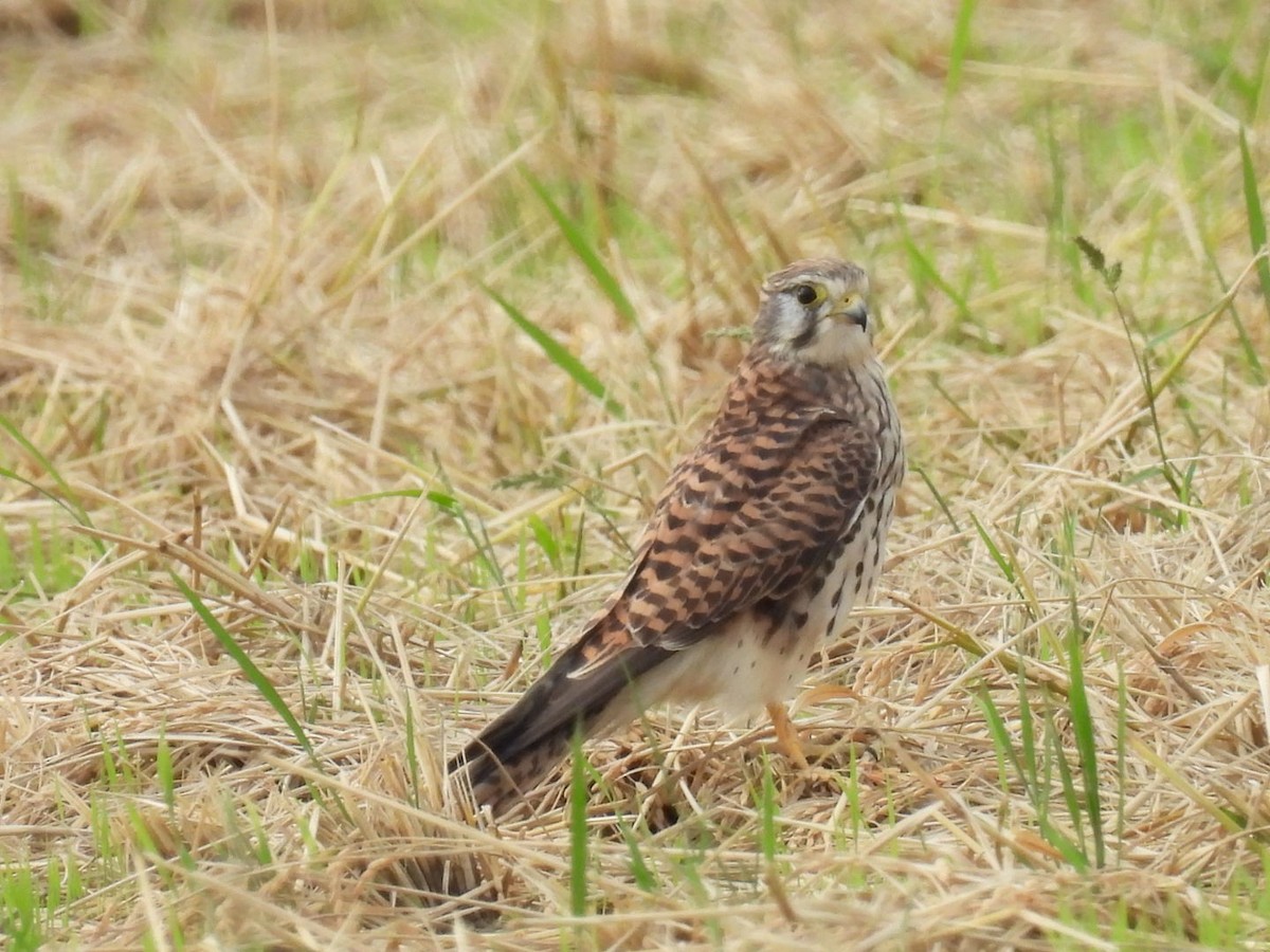 poštolka obecná - ML647403823