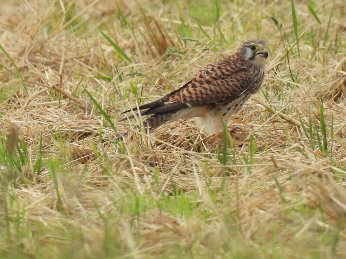 poštolka obecná - ML647403824