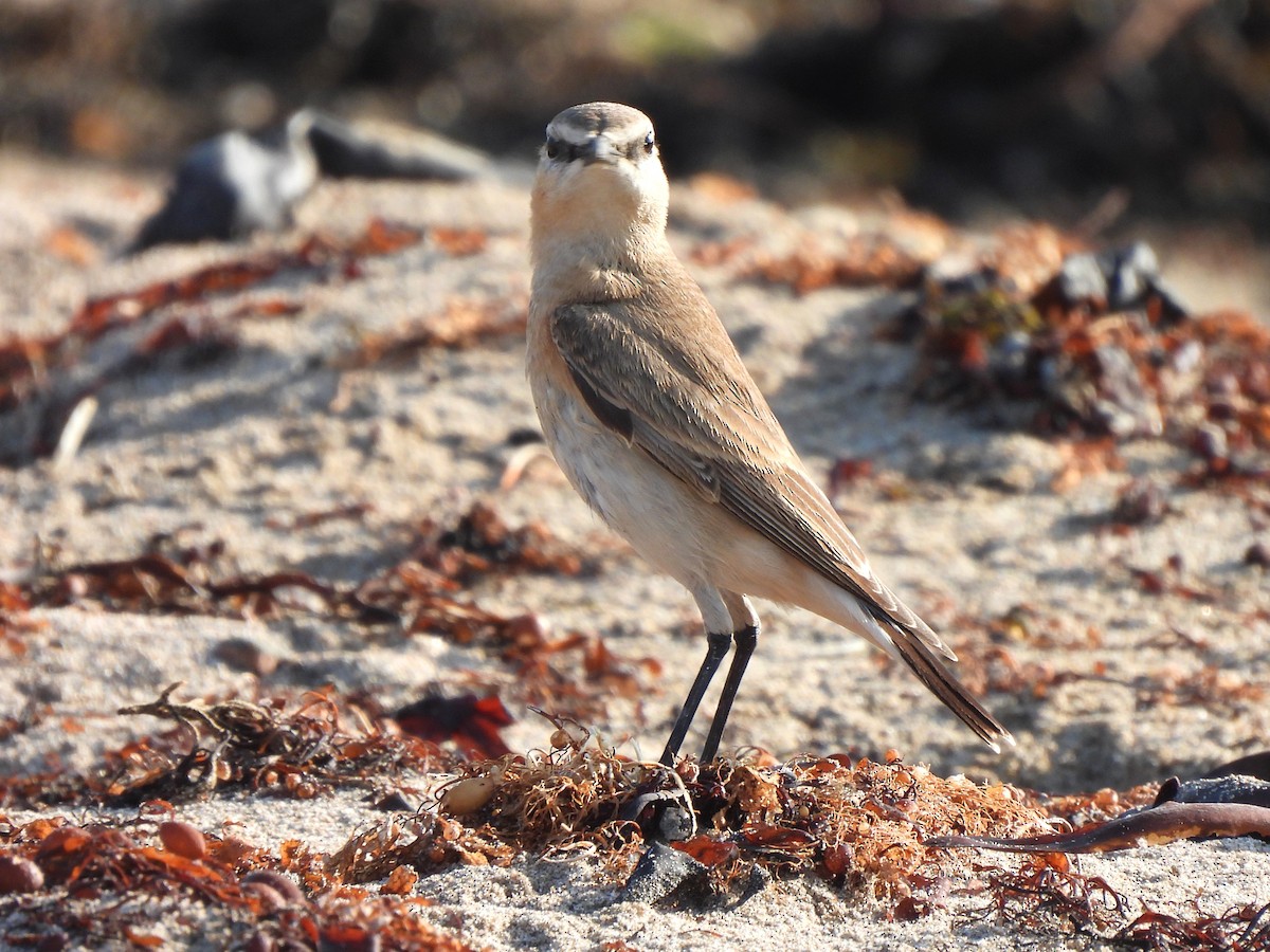 bělořit plavý - ML647403826