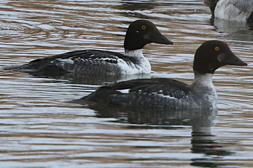 hohol severní - ML647403827