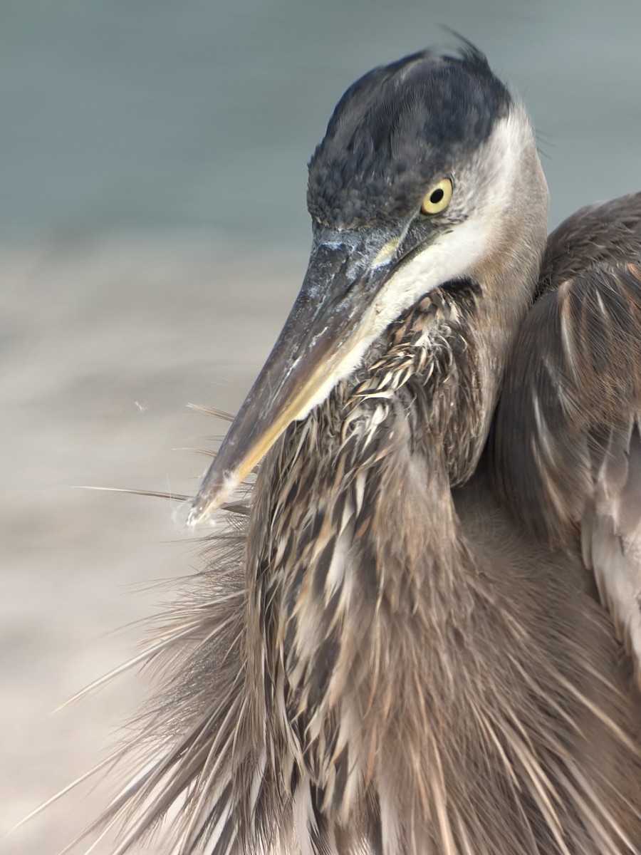 Grand Héron - ML647403837