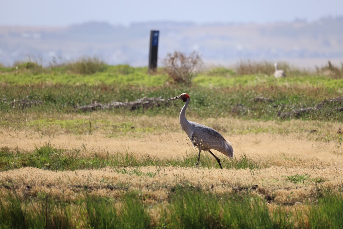 Brolga - ML647403849