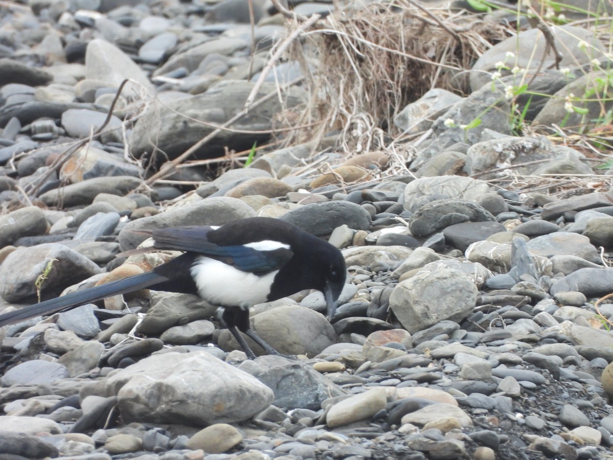 orientskjære - ML647403854