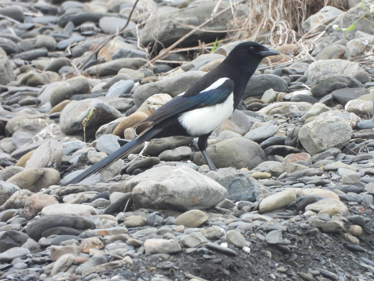 orientskjære - ML647403855