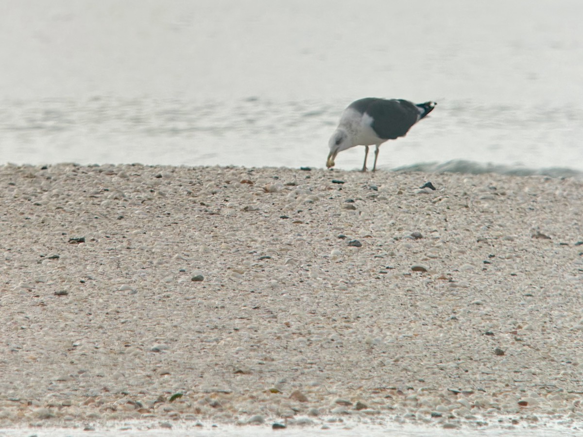 Kaio iluna - ML647403856