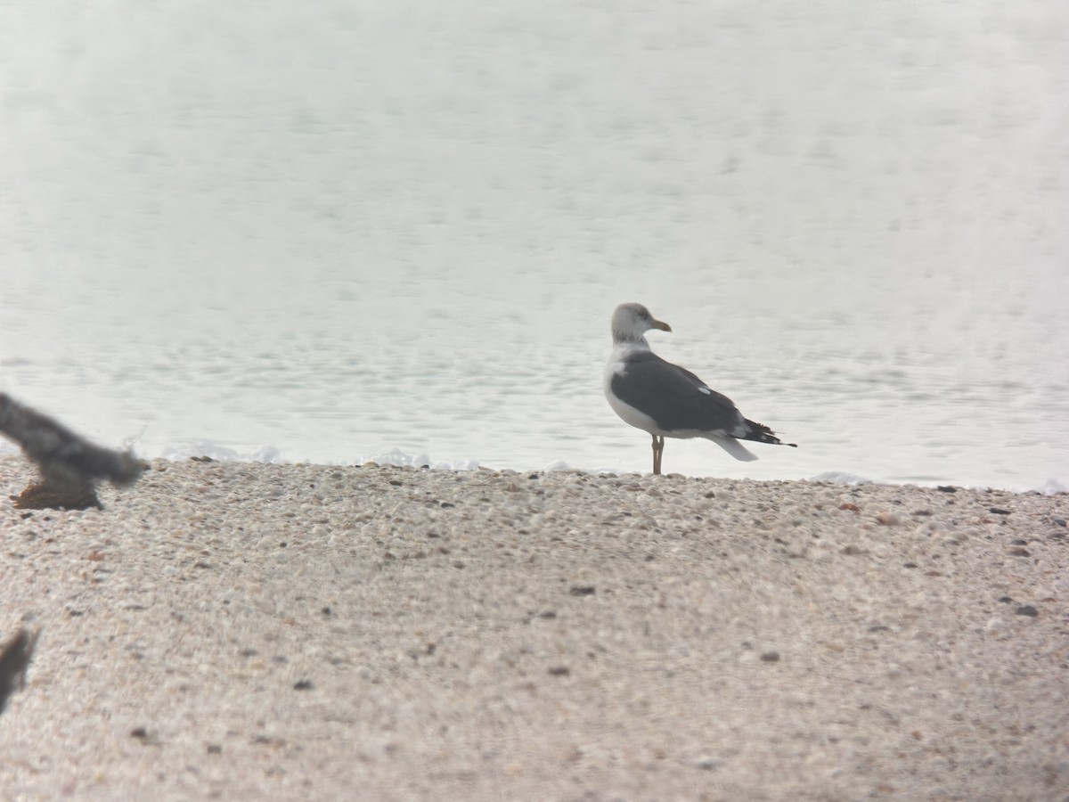 Kaio iluna - ML647403857