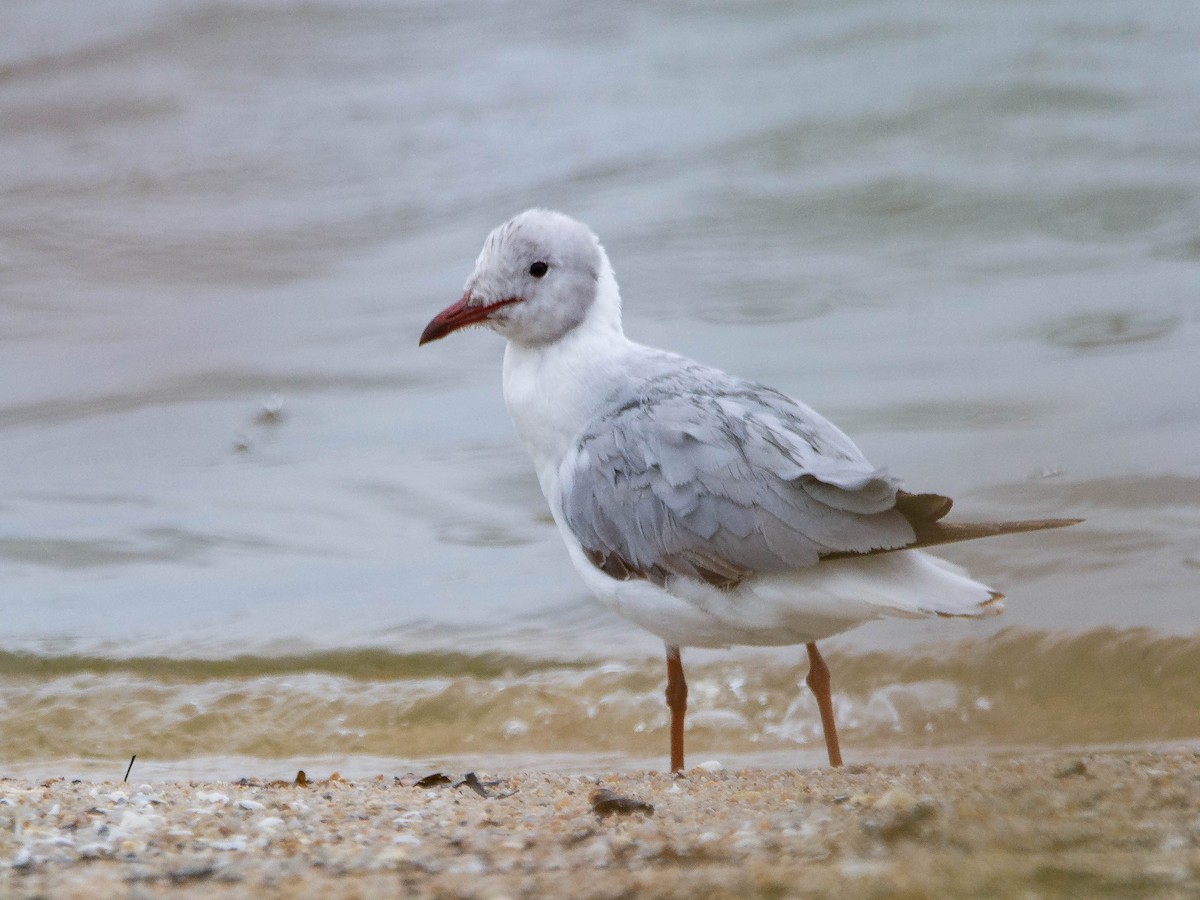 Gray-hooded Gull - ML647403892