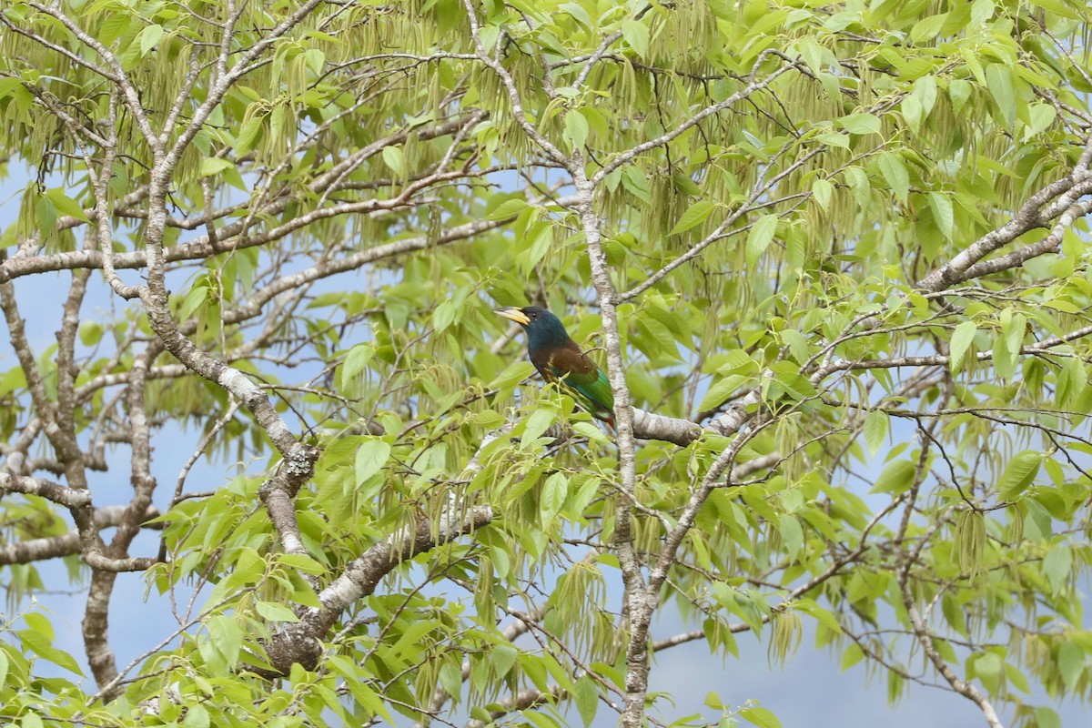 Barbu géant - ML647403895