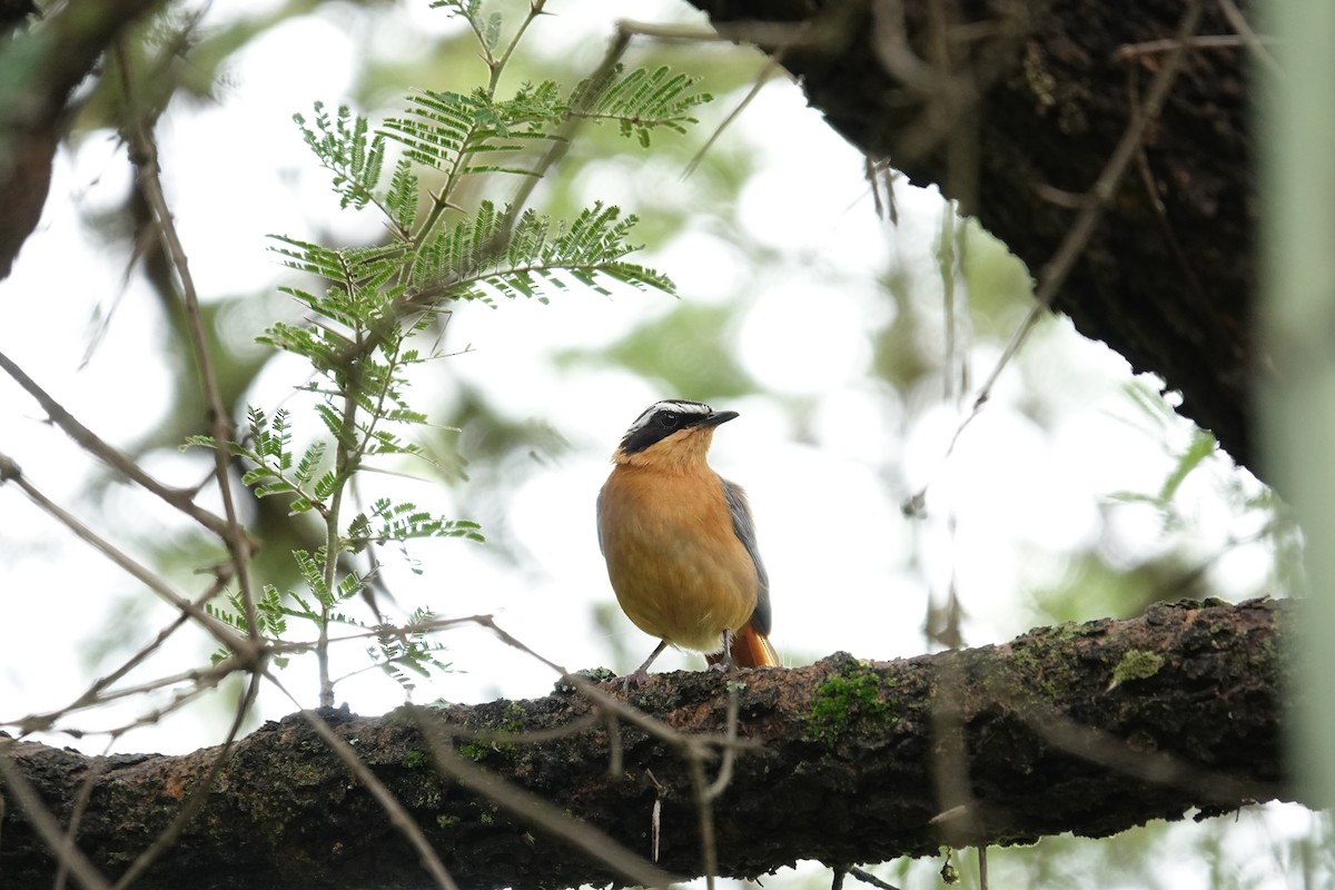 White-browed Robin-Chat - ML647403897