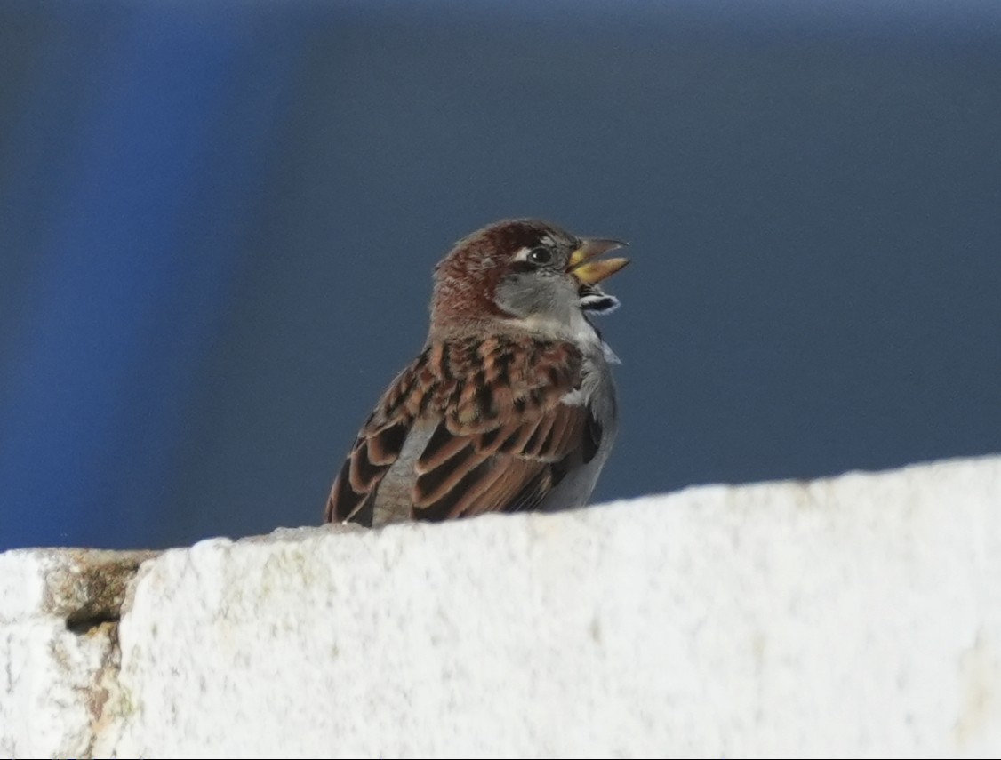 דרור הבית - ML647403901