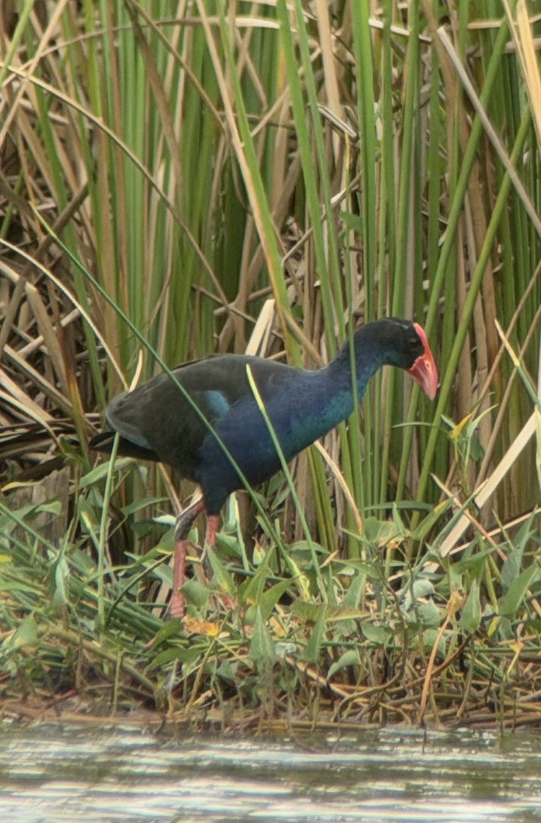 Black-backed Swamphen - ML647403916