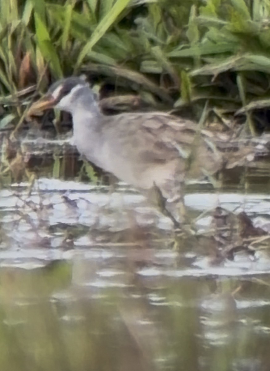 Polluela Cejiblanca - ML647403919