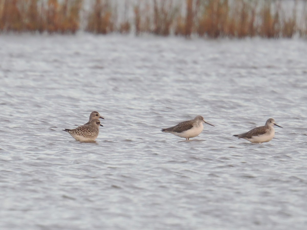 Black-bellied Plover - ML647403924