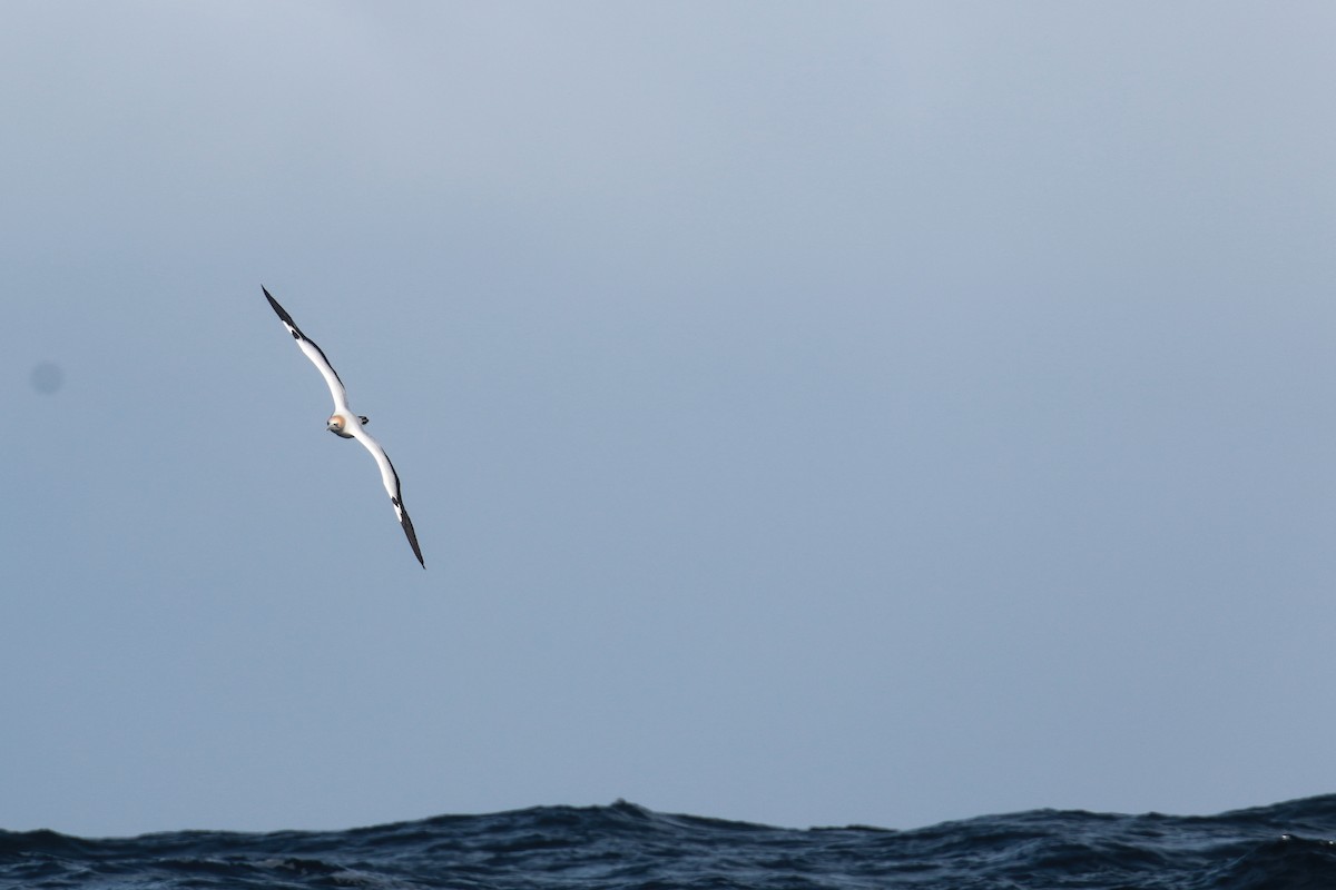 Australasian Gannet - ML647403933