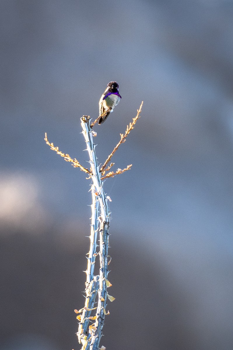 Costa's Hummingbird - ML647403935