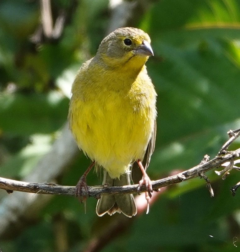 Grassland Yellow-Finch - ML647403936