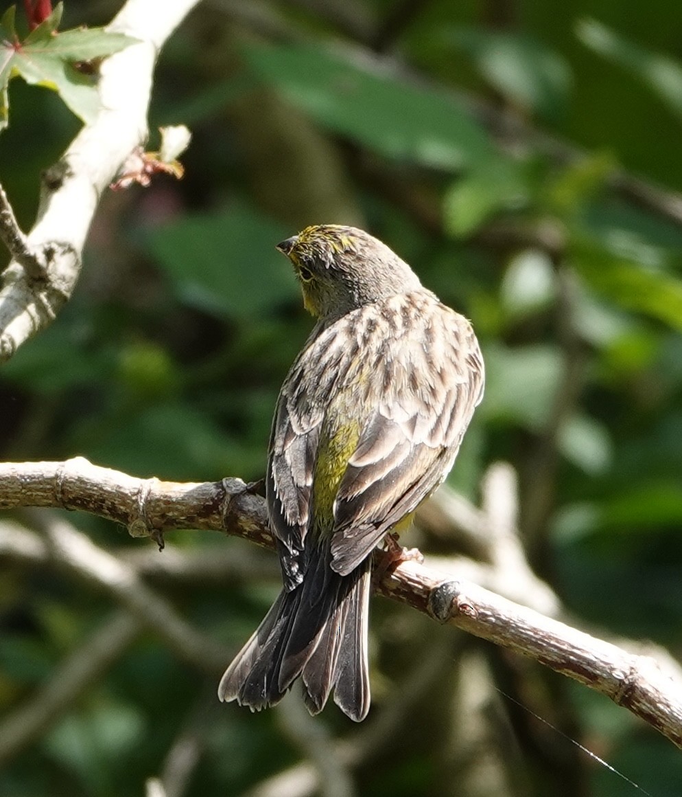 Grassland Yellow-Finch - ML647403941