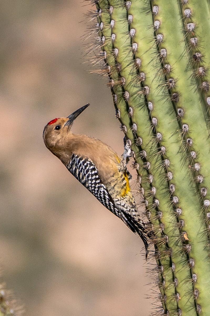Gila Woodpecker - ML647403944